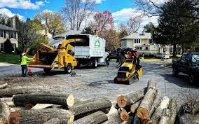 Best Stump Grinding and Removal  in Golden Glades, FL