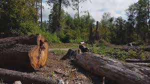 Best Tree Mulching  in Golden Glades, FL