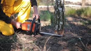 Best Pest Control for Lawns  in Golden Glades, FL