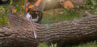Best Tree Preservation Services  in Golden Glades, FL