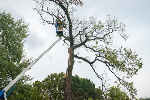 Best Emergency Tree Removal  in Golden Glades, FL
