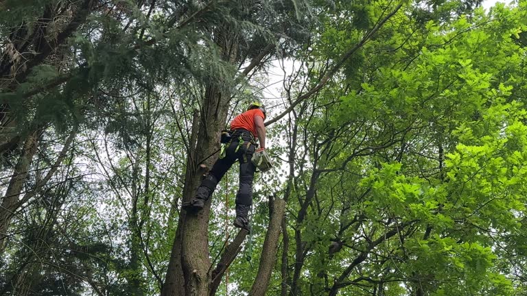 Best Tree Maintenance Programs  in Golden Glades, FL